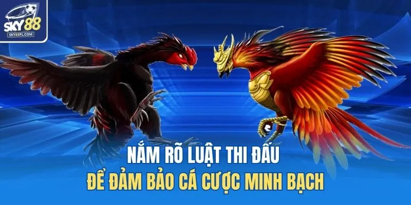 Nắm rõ luật thi đấu để đảm bảo cá cược minh bạch