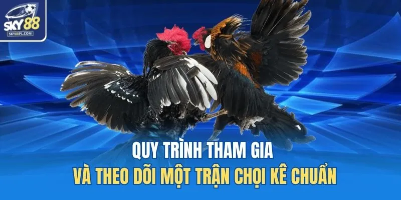 Quy trình tham gia và theo dõi một trận chọi kê chuẩn
